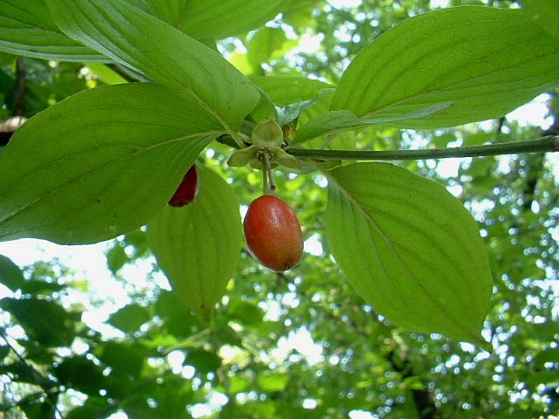 Cornus mas / Corniolo maschio
